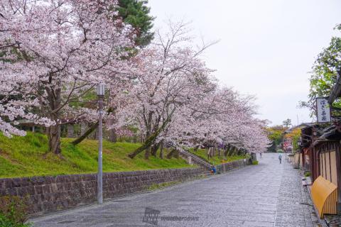 桜に試練の強い雨風 注目の空の写真 ウェザーニュース