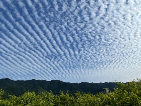 夕方になると空一面...