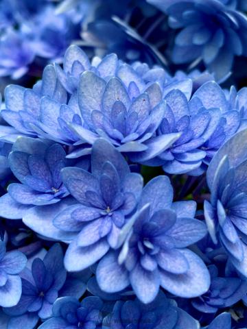 癒しの青い花 注目の空の写真 ウェザーニュース