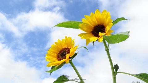 「ひまわり姉妹」...