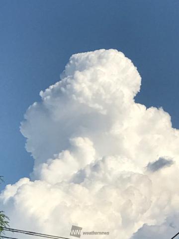 立派な入道雲 注目の空の写真 ウェザーニュース