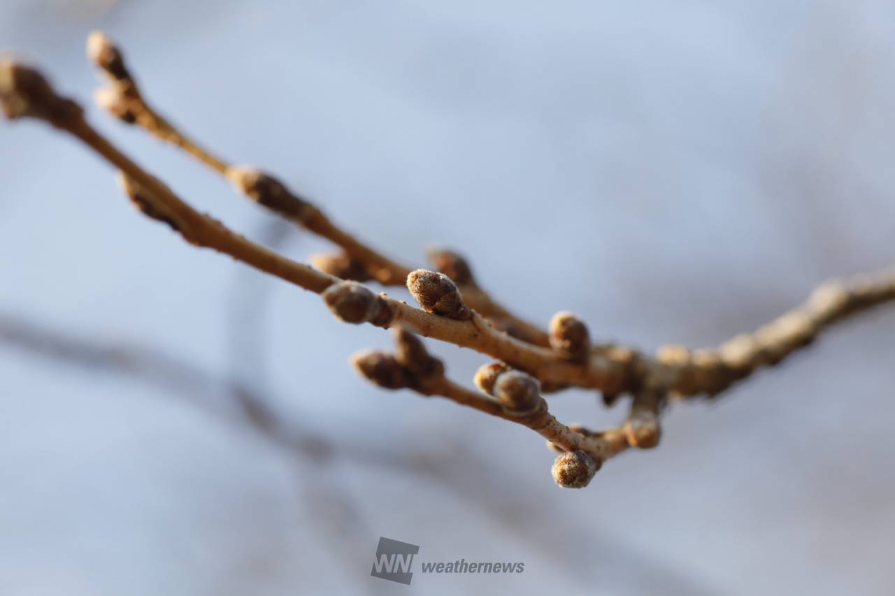 桜のつぼみの様子 注目の空の写真 ウェザーニュース