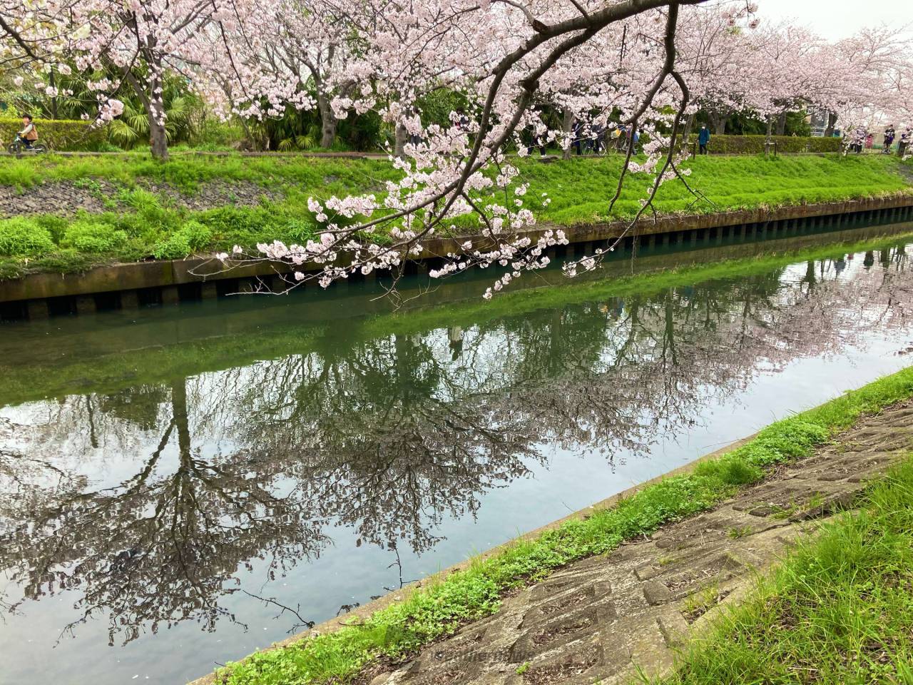 水鏡に映る春「逆さ桜」 注目の空の写真 ウェザーニュース