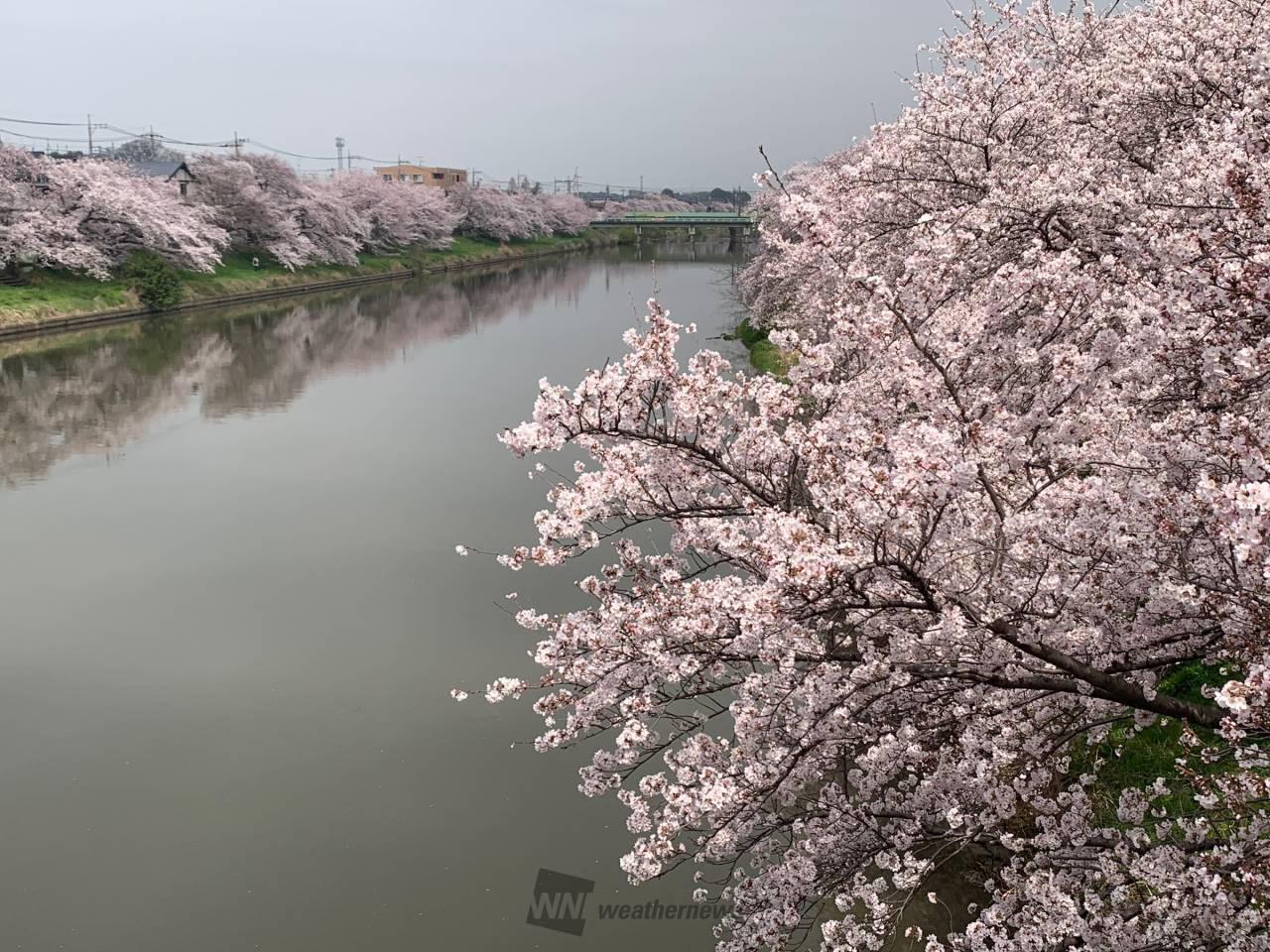 水鏡に映る春「逆さ桜」 注目の空の写真 ウェザーニュース