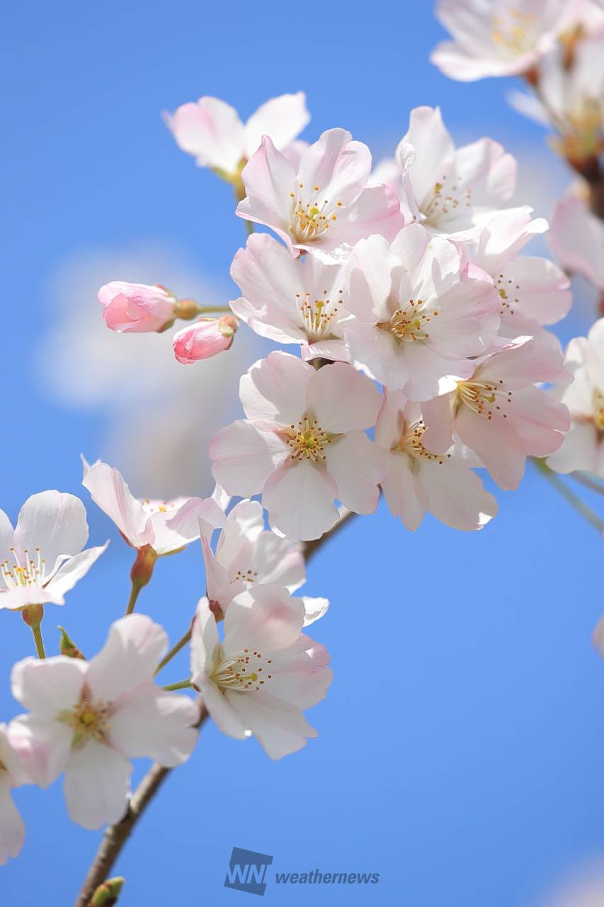 青空に映えるさくら 注目の空の写真 ウェザーニュース