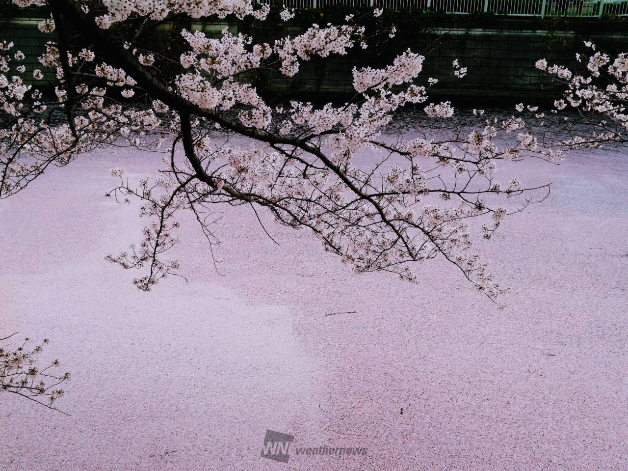 桜流しの雨で花筏 注目の空の写真 ウェザーニュース