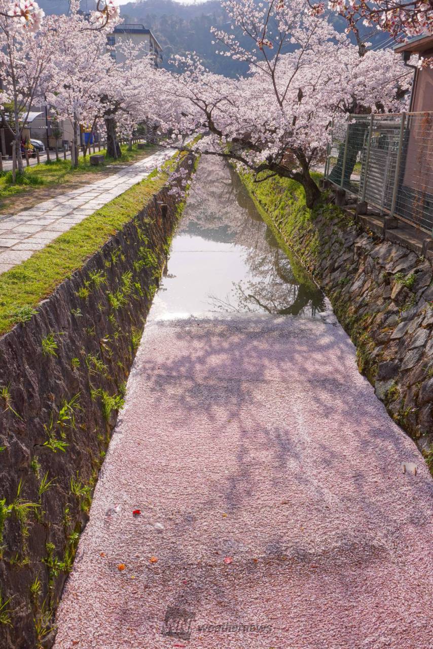 桜絨毯や花筏 注目の空の写真 ウェザーニュース