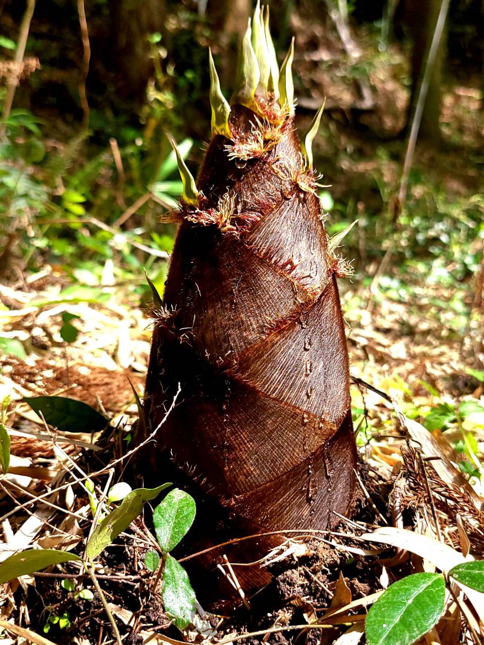 たけのこの季節 注目の空の写真 ウェザーニュース