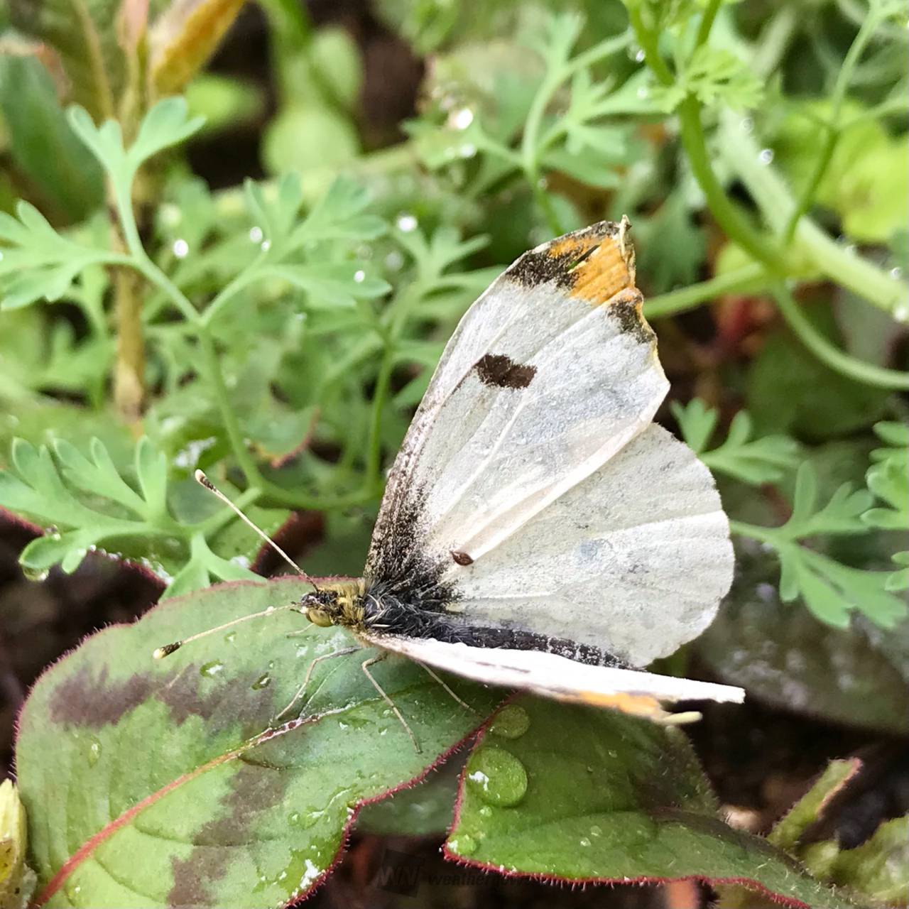 キレイなチョウチョウ 注目の空の写真 ウェザーニュース