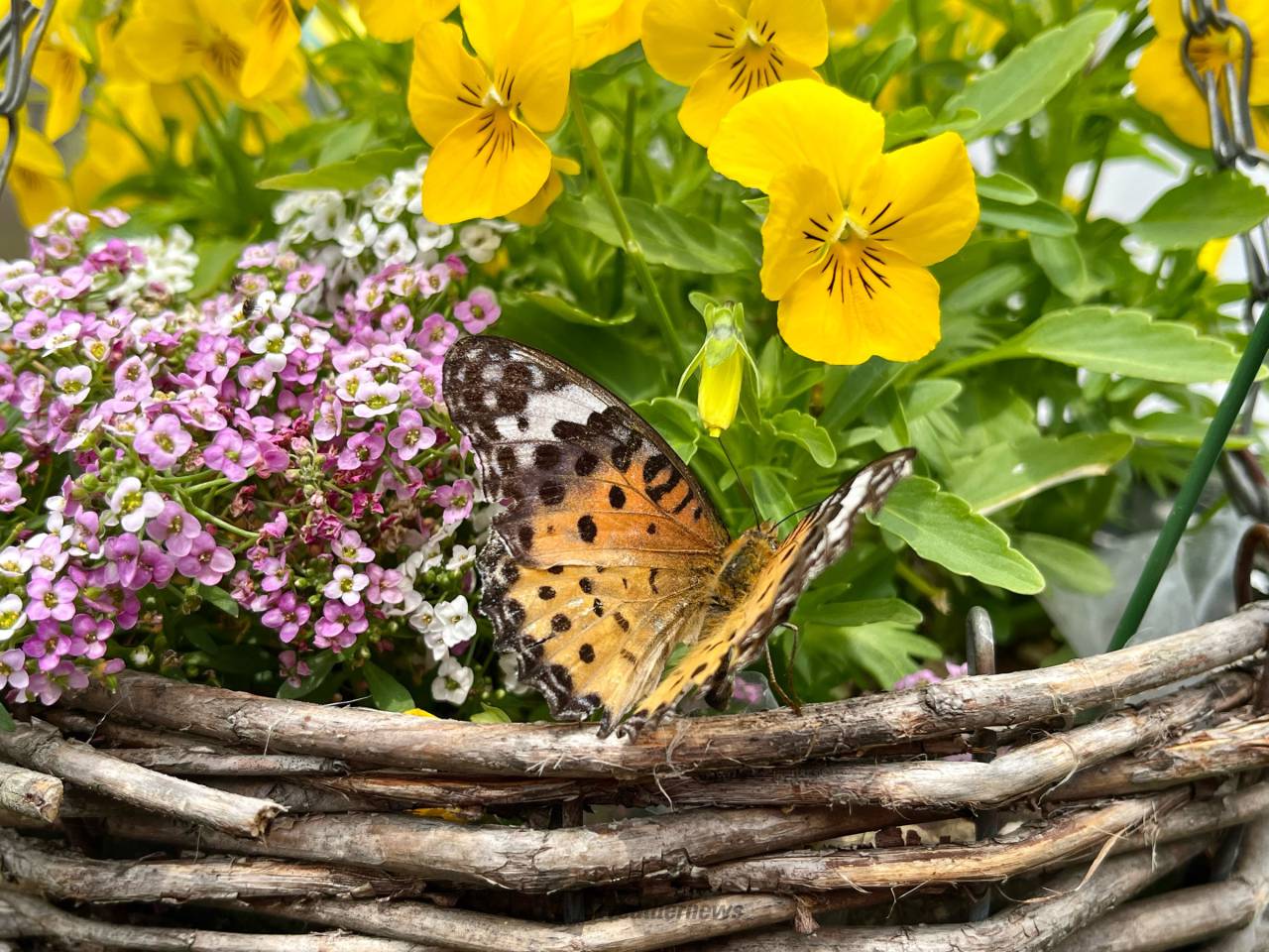 キレイなチョウチョウ 注目の空の写真 ウェザーニュース