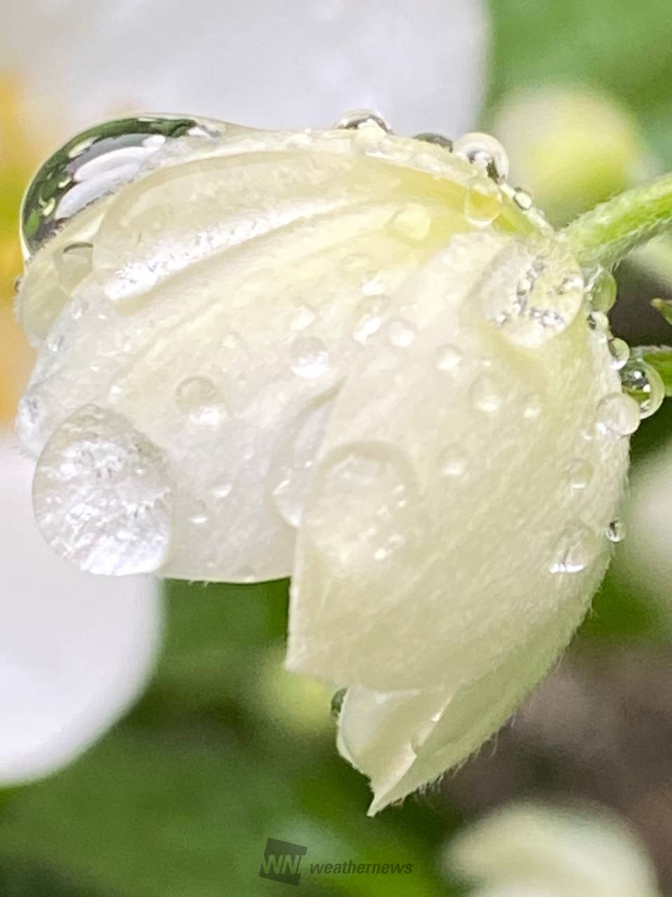 雨水滴る草花 注目の空の写真 ウェザーニュース