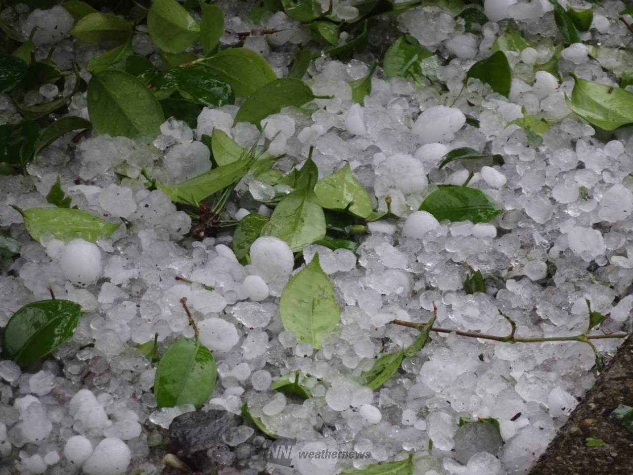 【現品】ぶつぶつノーネーム　検索) 麻花　冰雹 本日のWEATHER NEWS。都内23区でもヒョウ氷(雹)が降りました