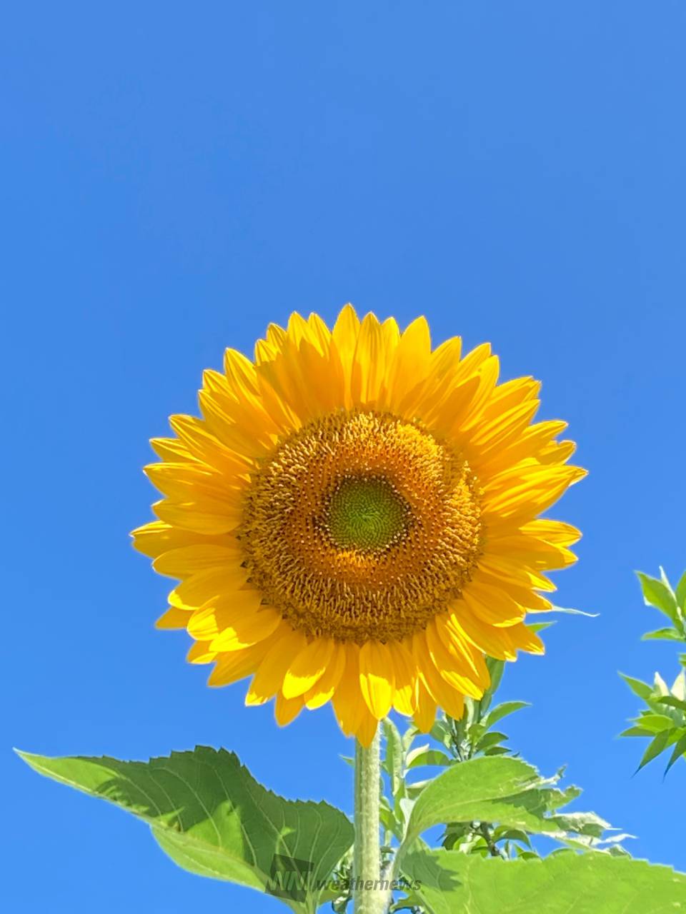 青空×向日葵 注目の空の写真 ウェザーニュース