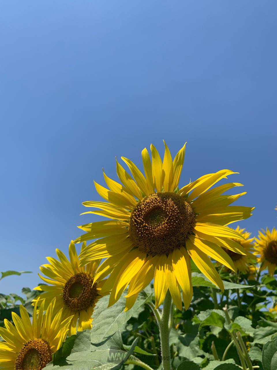 青空×向日葵 注目の空の写真 ウェザーニュース