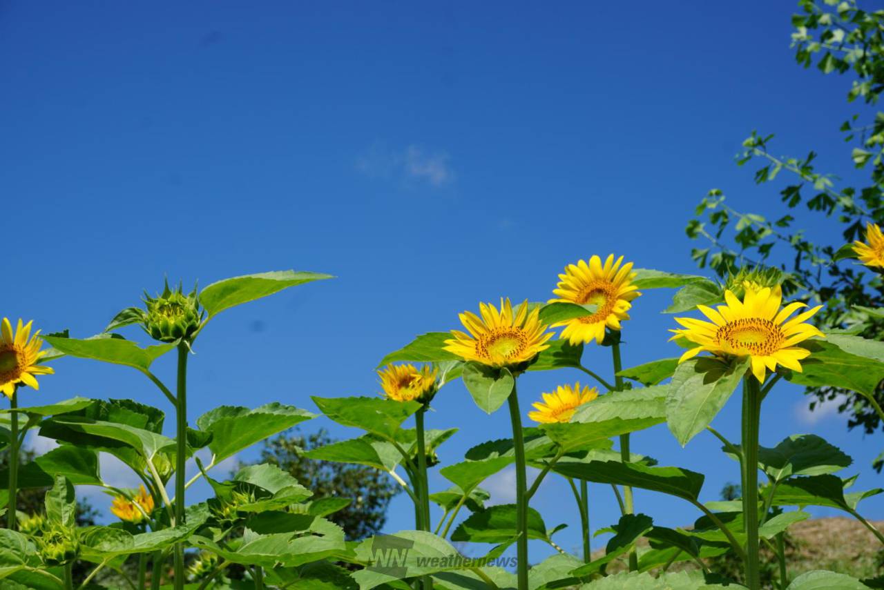 向日葵確認ページ ビッグスマイル 矮性ひまわり | 株式会社ウタネ