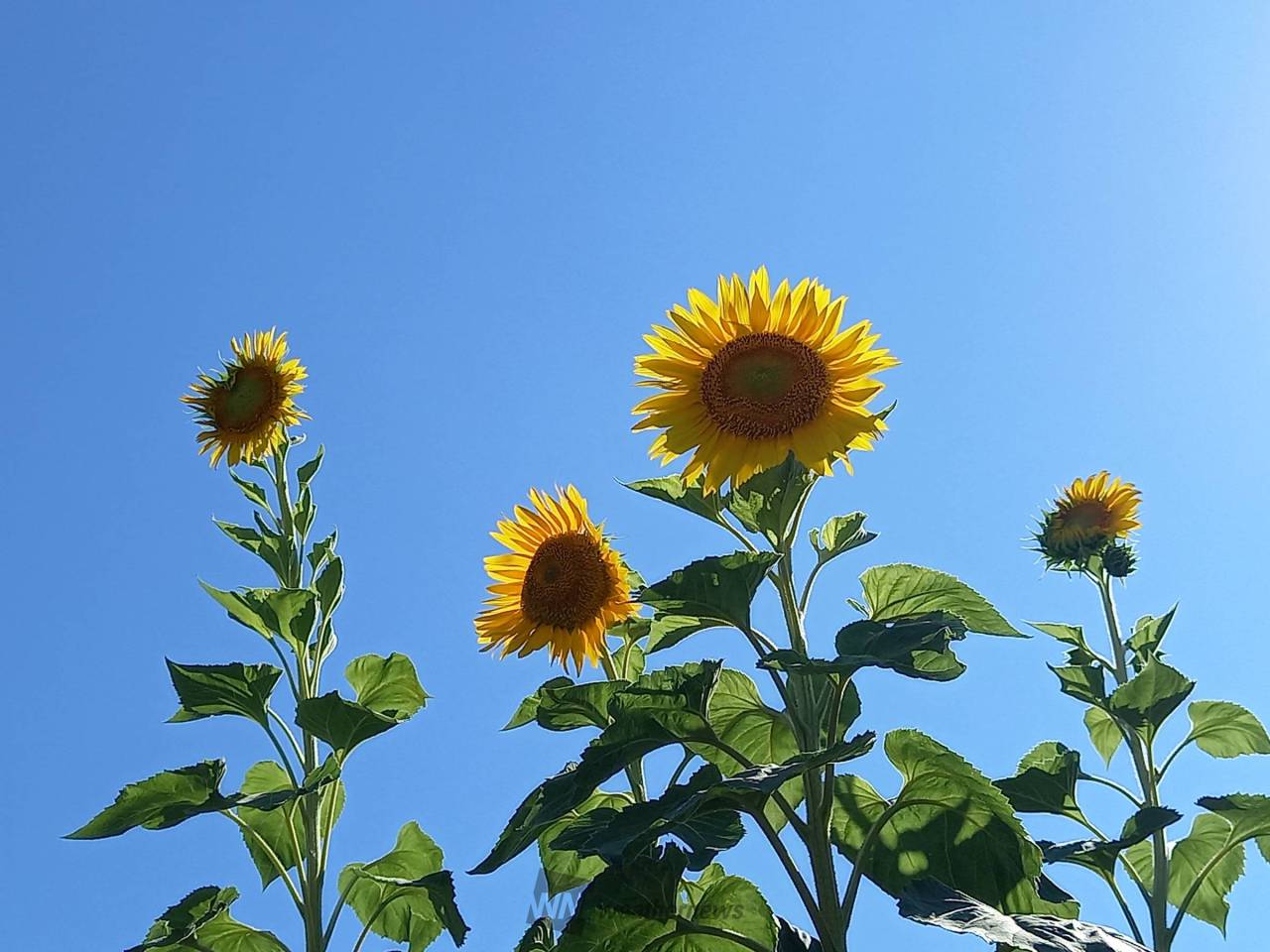 青空×向日葵 注目の空の写真 ウェザーニュース