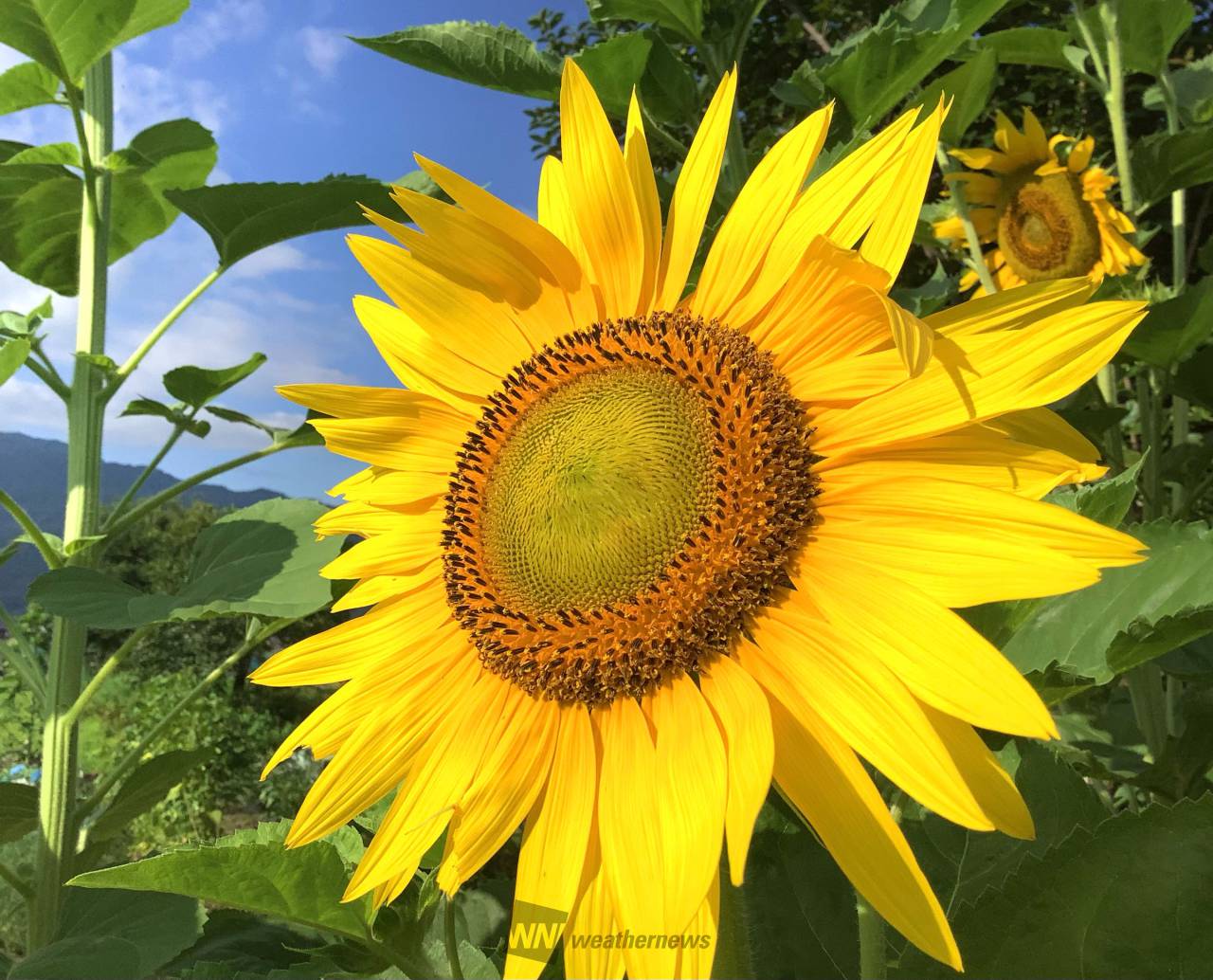 元気に咲くひまわり🌻 注目の空の写真 ウェザーニュース