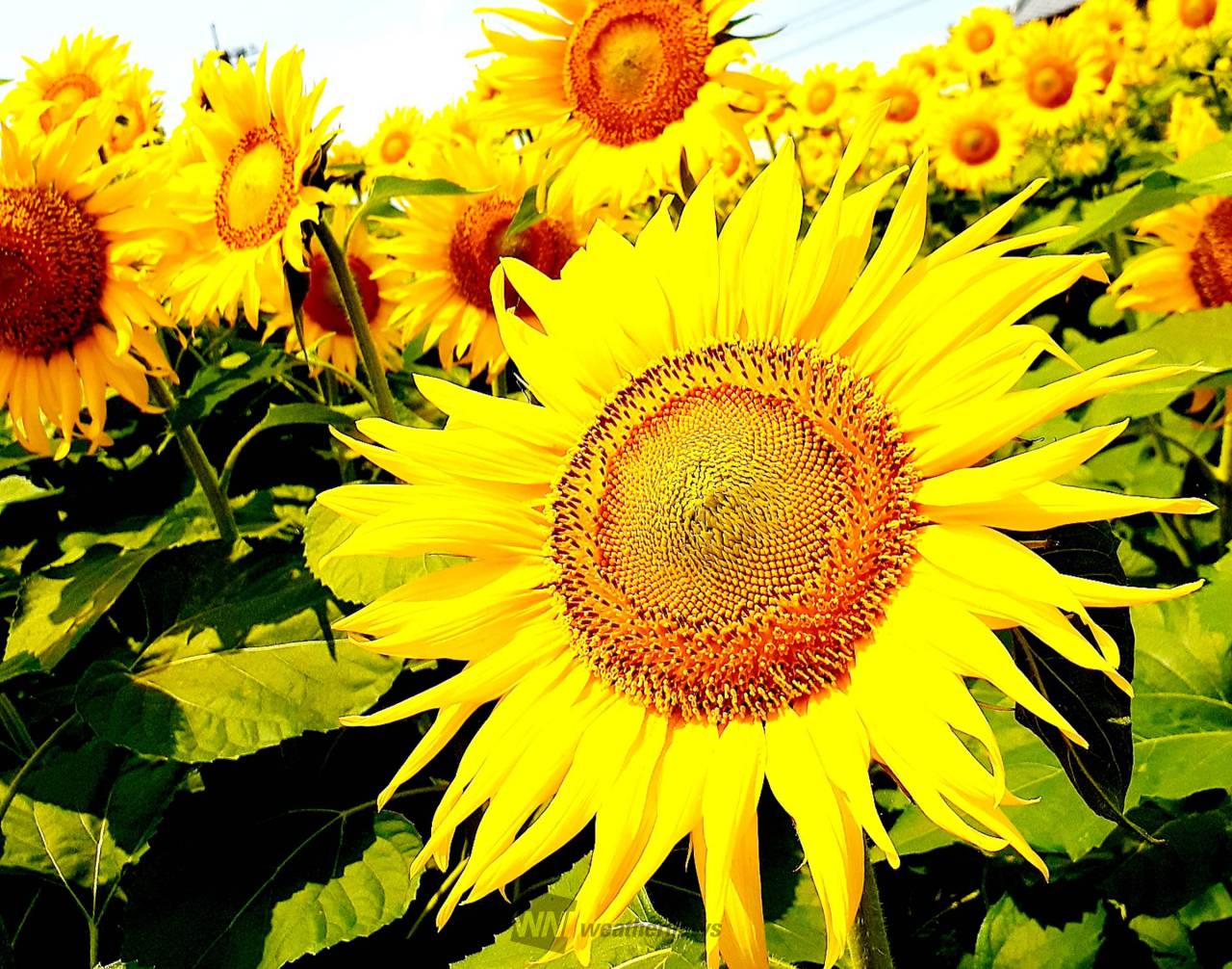 元気に咲くひまわり🌻 注目の空の写真 ウェザーニュース