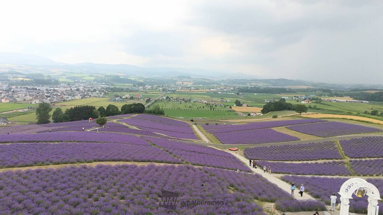 ラベンダーが見頃 注目の空の写真 ウェザーニュース