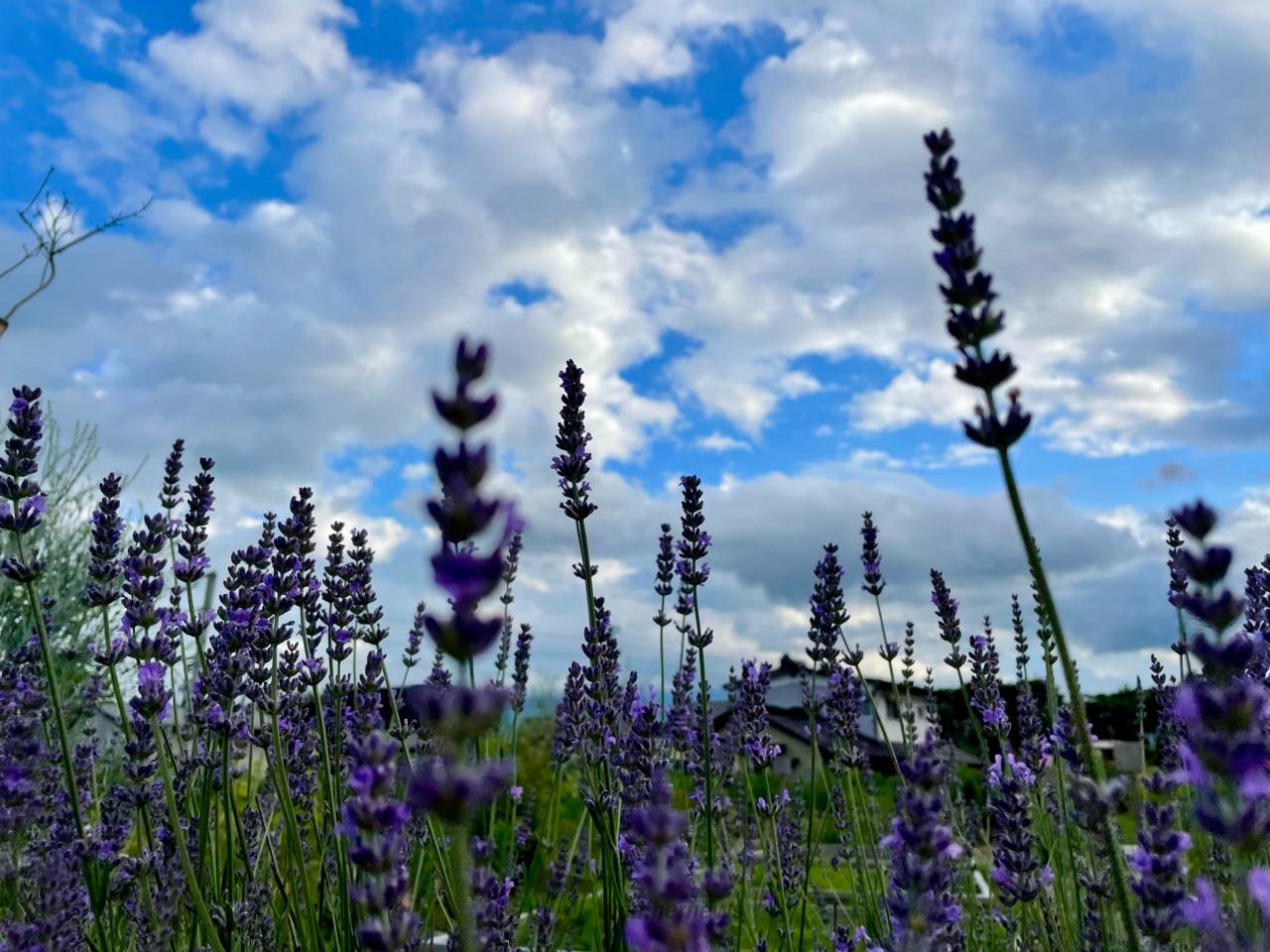 ラベンダーが見頃 注目の空の写真 ウェザーニュース