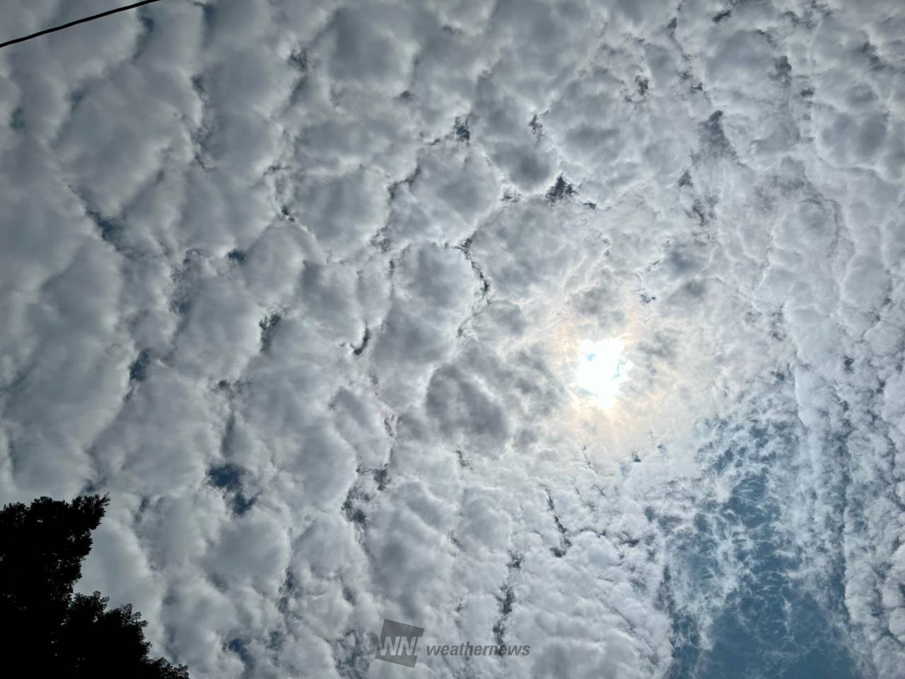 上空にポコポコ雲 注目の空の写真 ウェザーニュース