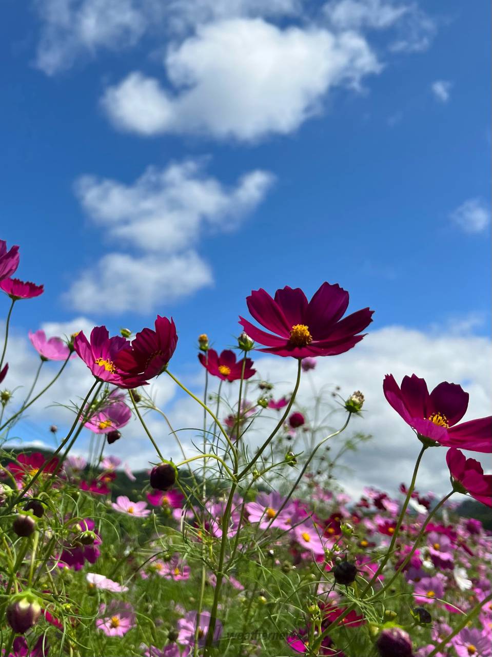 秋空 × 秋桜 注目の空の写真 ウェザーニュース