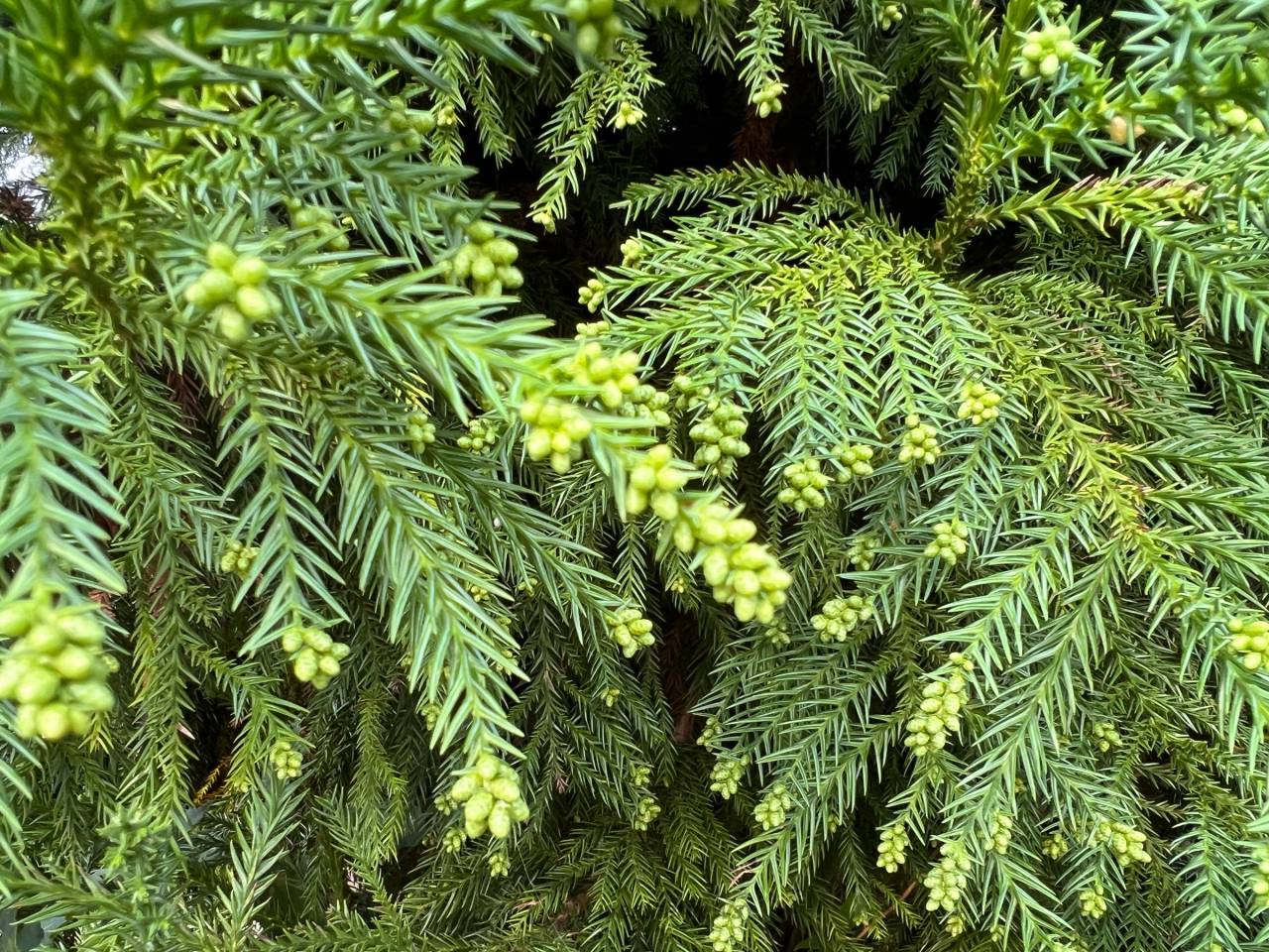 杉の花粉 ③ mqdefault.jpg