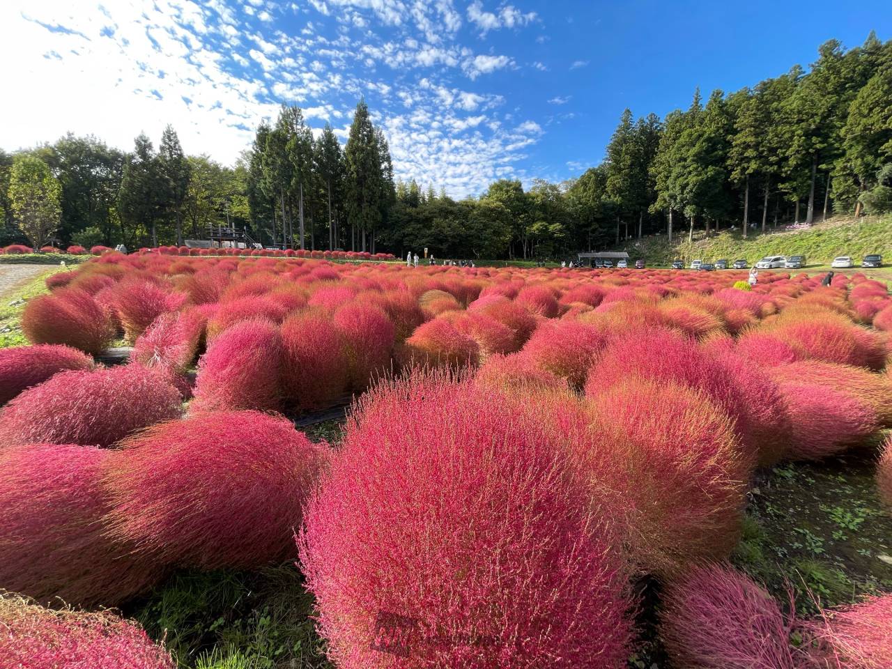 真っ赤なモフモフ 注目の空の写真 ウェザーニュース