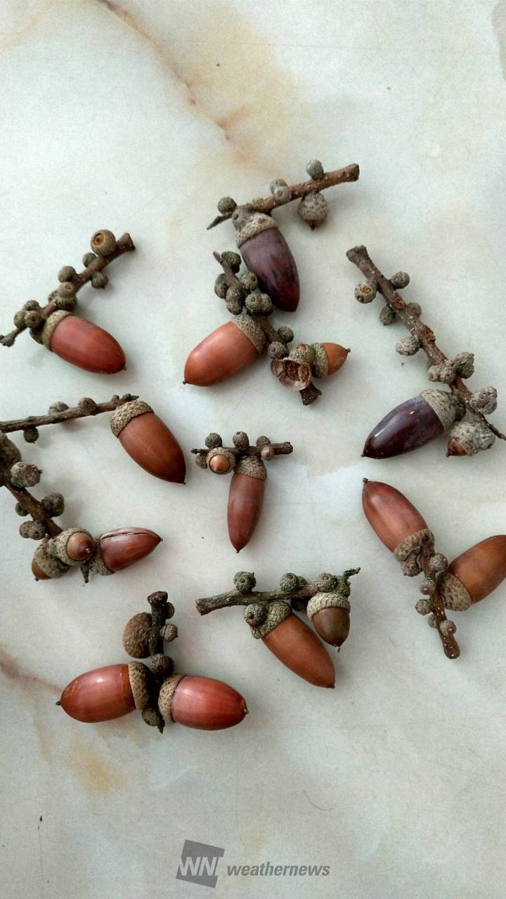 どんぐり発見！ 注目の空の写真 ウェザーニュース