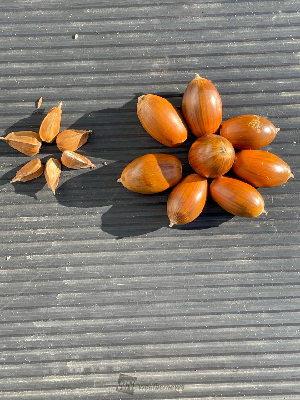 どんぐり⭐︎様ご確認用 どんぐりの撮影方法 | Quercusのブログ