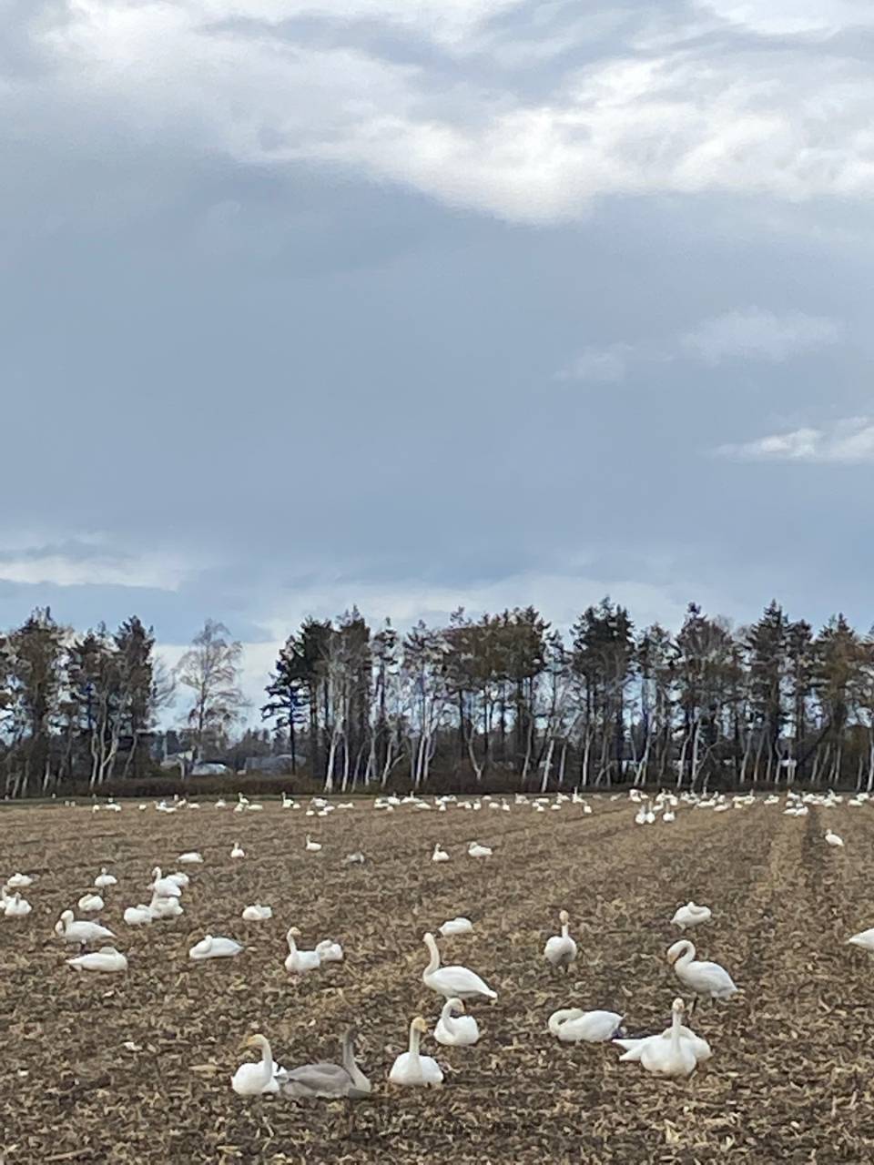 白鳥が飛来 注目の空の写真 ウェザーニュース