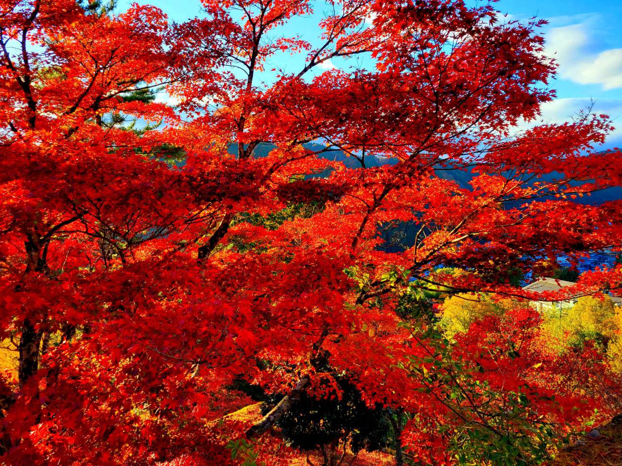 色づき進む 鮮やかな紅葉絶景 注目の空の写真 ウェザーニュース