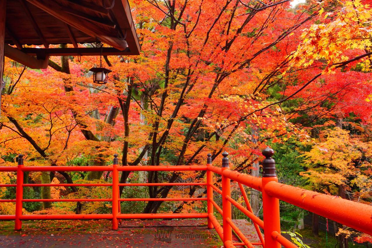 日本の秋を錦色に染める 紅葉絶景写真館 注目の空の写真 ウェザーニュース