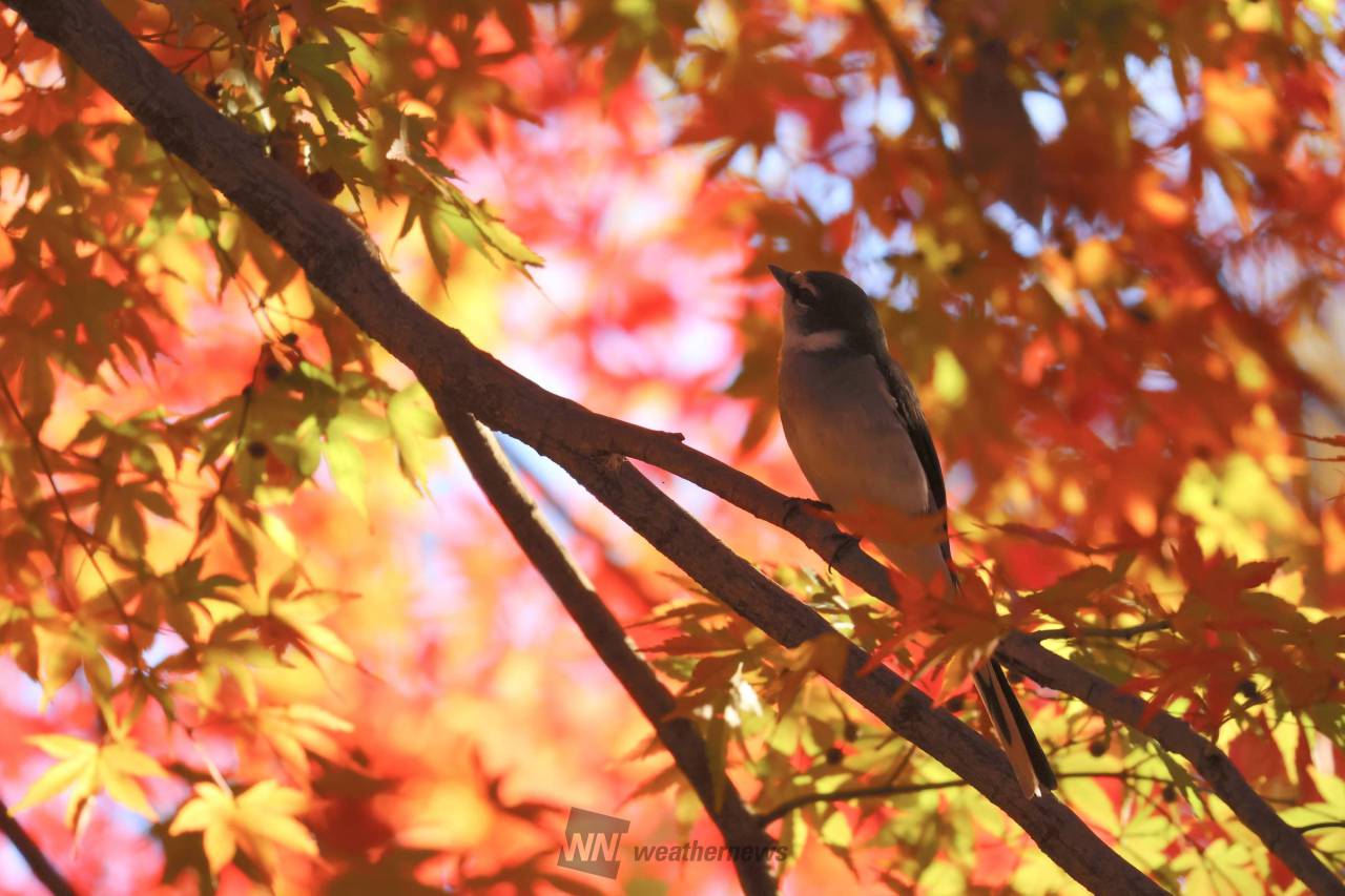 日本の秋を錦色に染める 紅葉絶景写真館 注目の空の写真 ウェザーニュース