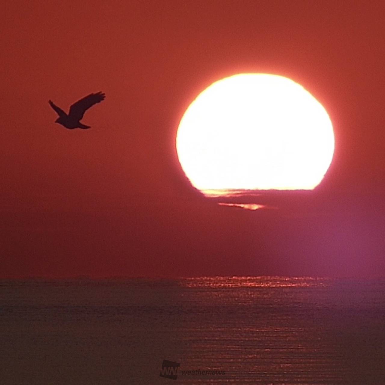 wn　夕日紅 夕暮れシルエット 注目の空の写真 ウェザーニュース