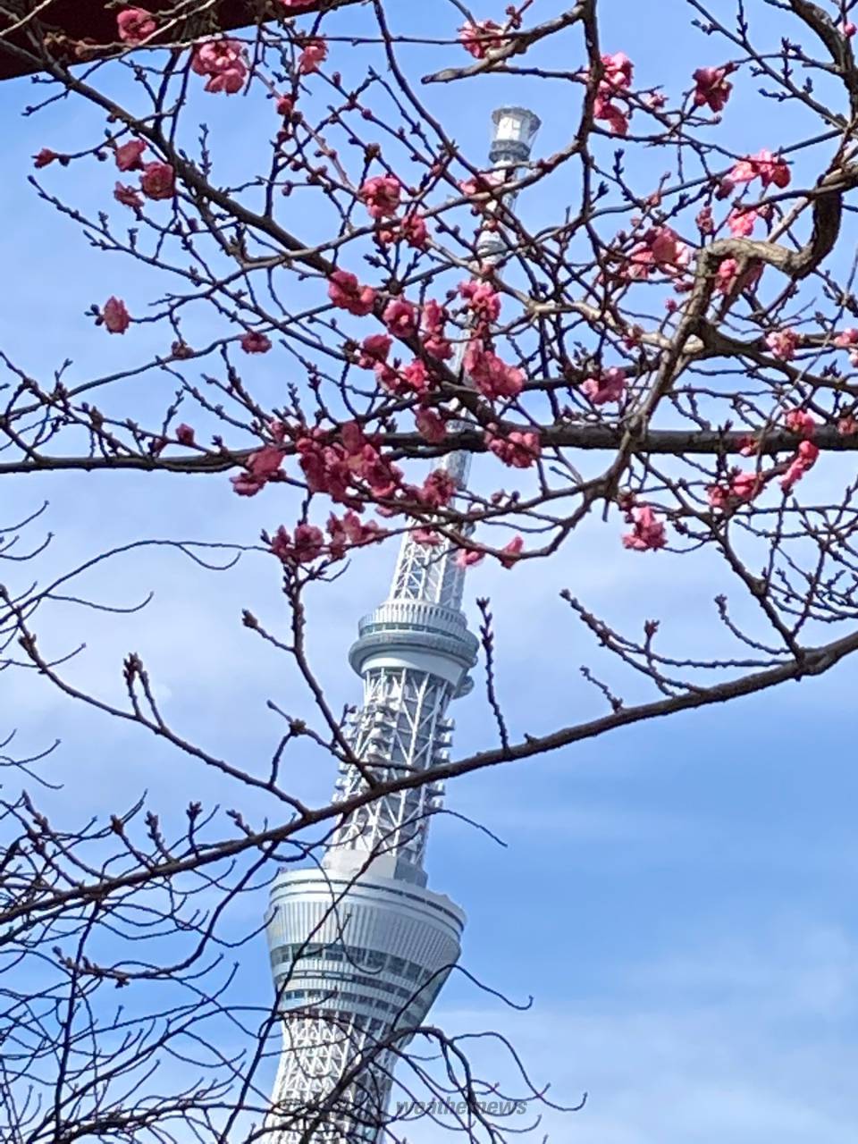 青空に映えるカラー 注目の空の写真 ウェザーニュース