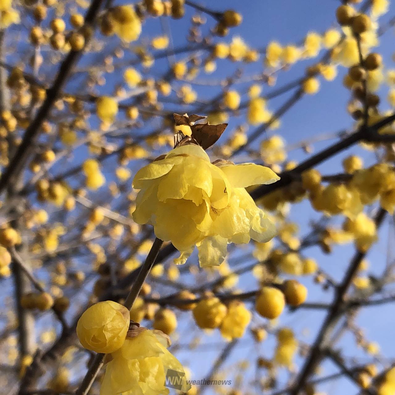 青空に映えるカラー 注目の空の写真 ウェザーニュース