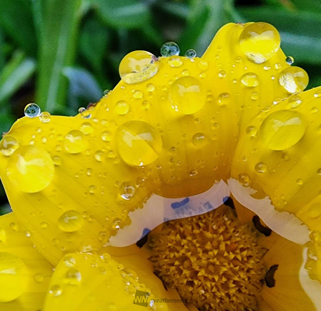 雨の日のお楽しみ 注目の空の写真 ウェザーニュース