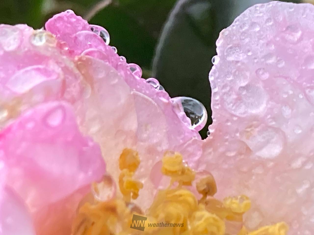 雨の日のお楽しみ 注目の空の写真 ウェザーニュース