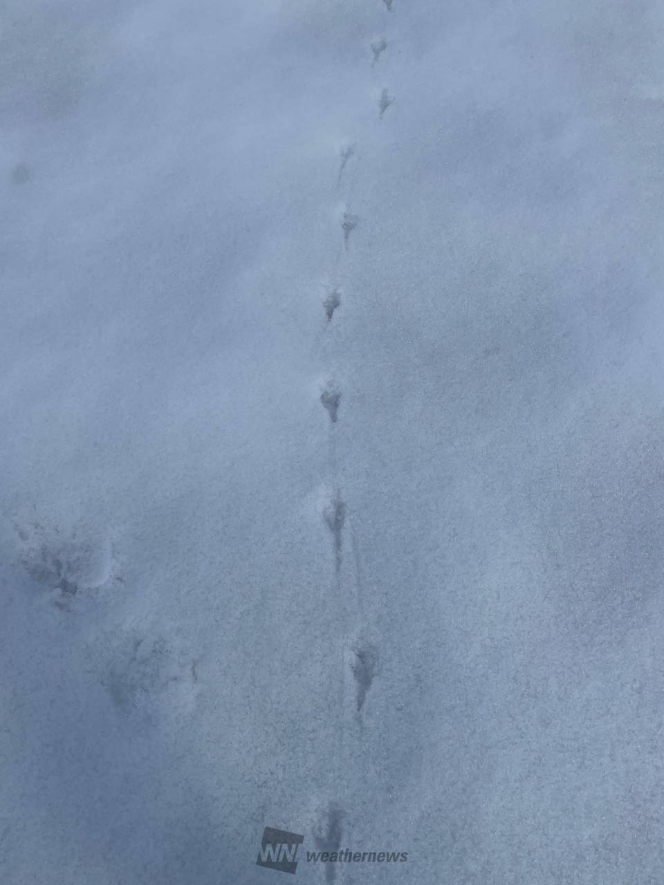 雪 動物 の 足跡