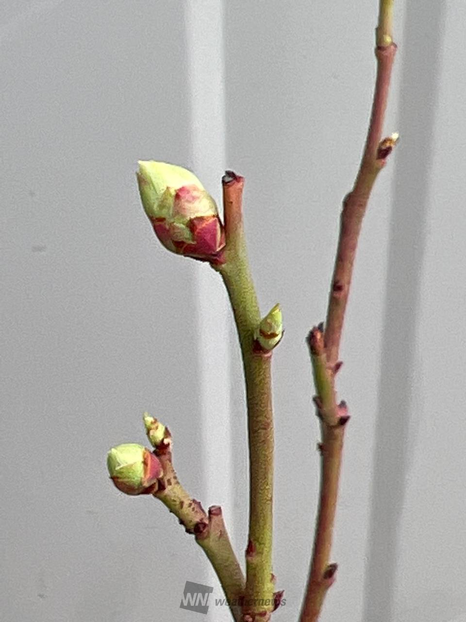 この花のつぼみは？ 注目の空の写真 ウェザーニュース