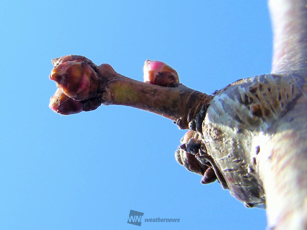 この花のつぼみは？ 注目の空の写真 ウェザーニュース