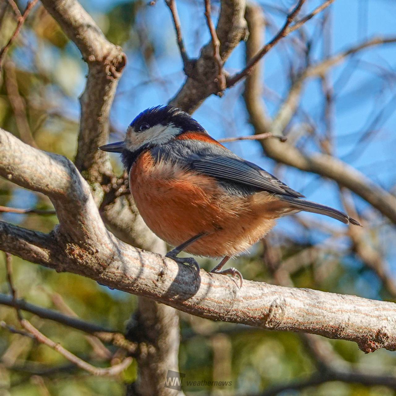 季節感じる野鳥の姿 注目の空の写真 ウェザーニュース