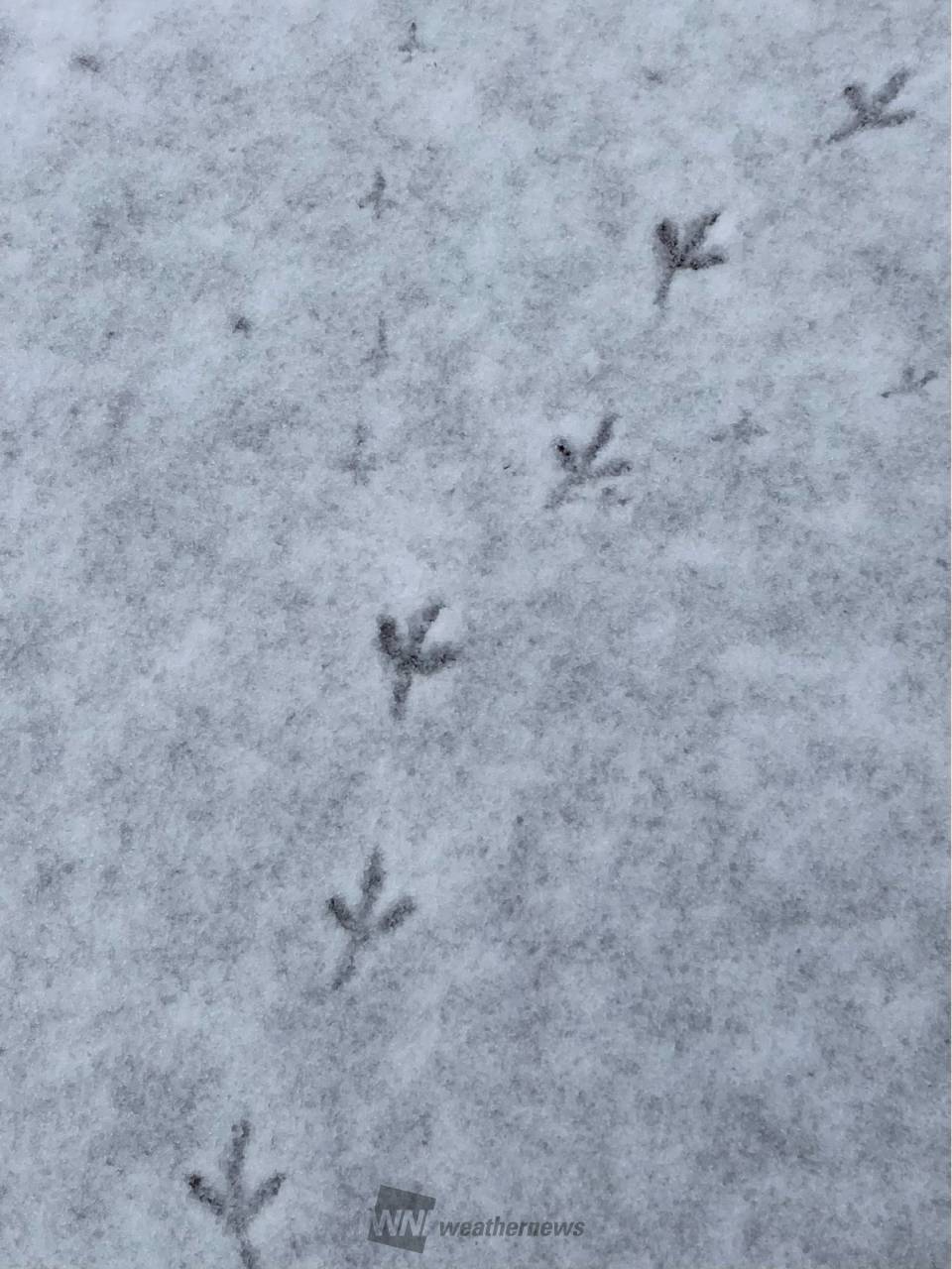誰の足あと？ 注目の空の写真 ウェザーニュース
