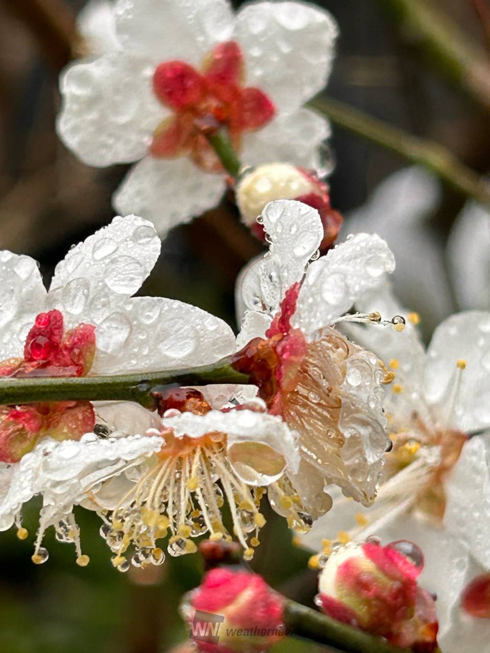 色とりどりの梅の花 注目の空の写真 ウェザーニュース