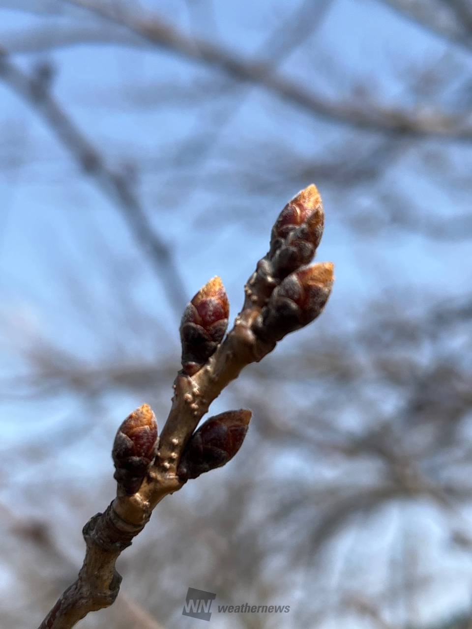 桜のつぼみ生長中 注目の空の写真 ウェザーニュース