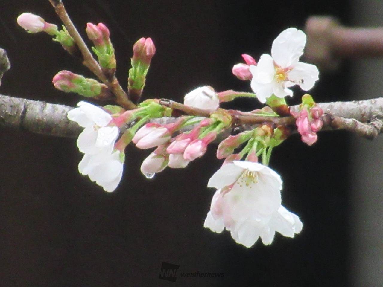 桜のつぼみ生長中 注目の空の写真 ウェザーニュース