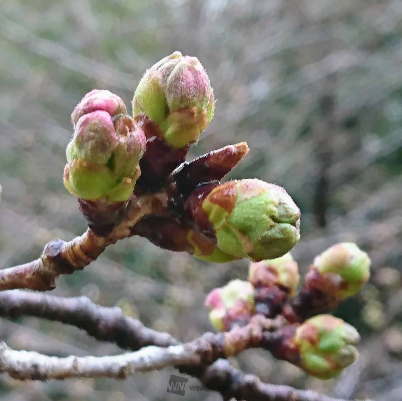 小さな蕾 陶器レバー | 商品のご案内 | SANEI｜デザイン性に優れた水まわり用品