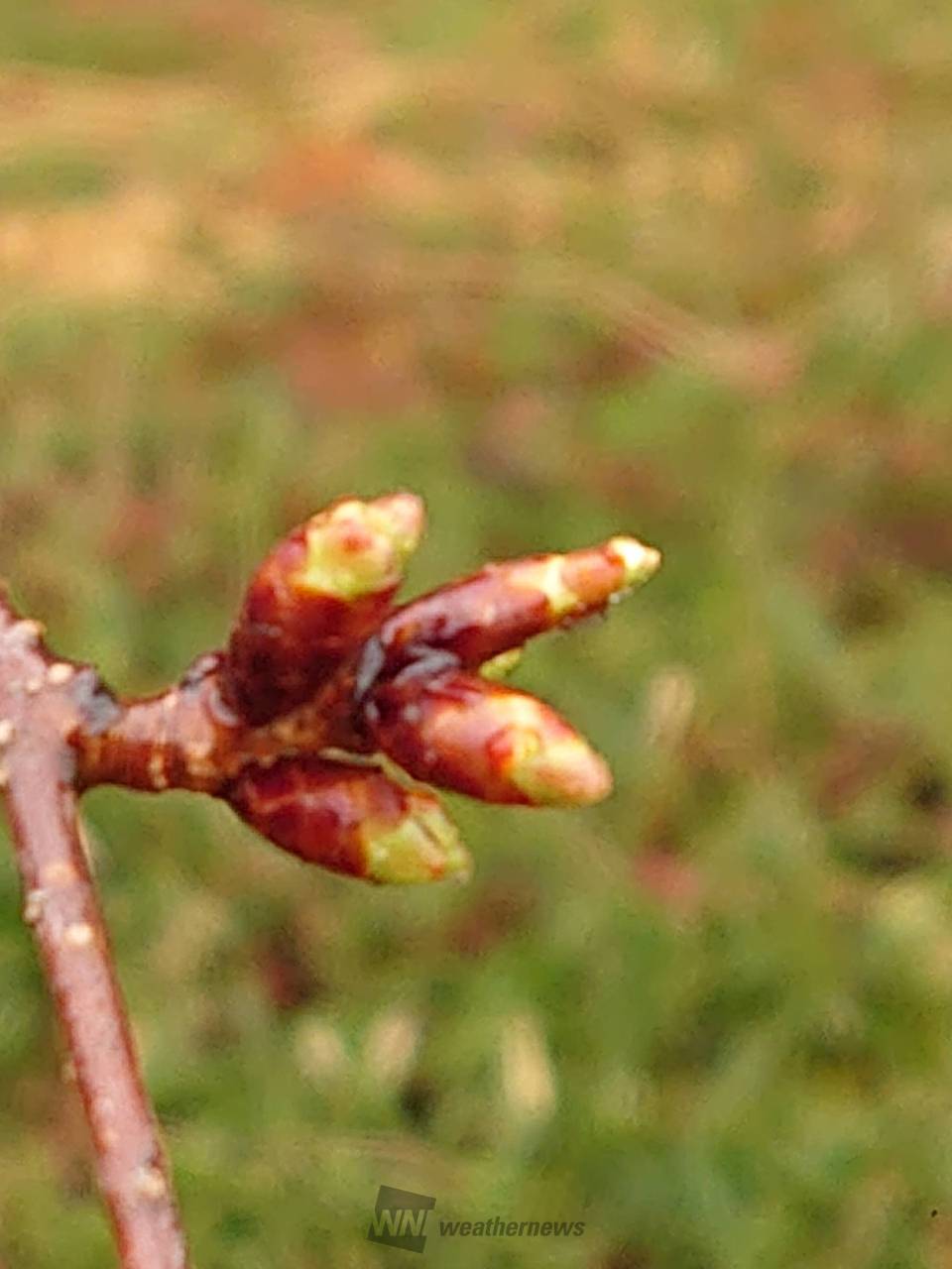 桜のつぼみ生長中 注目の空の写真 ウェザーニュース