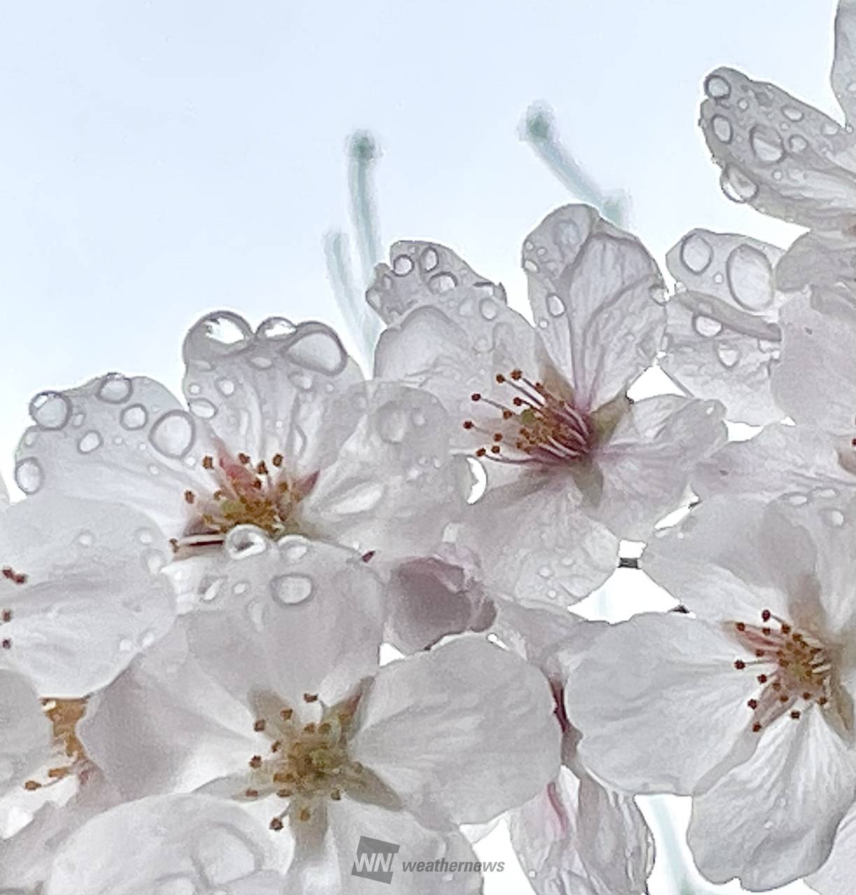 雨に濡れた桜🌸 注目の空の写真 ウェザーニュース